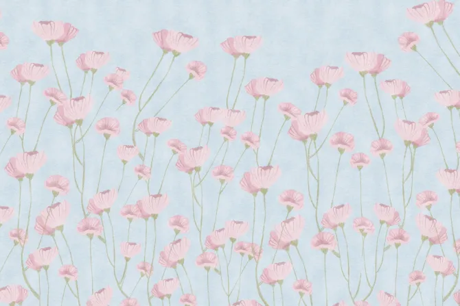 Fototapeta: Delikatne maki na niebieskim tle