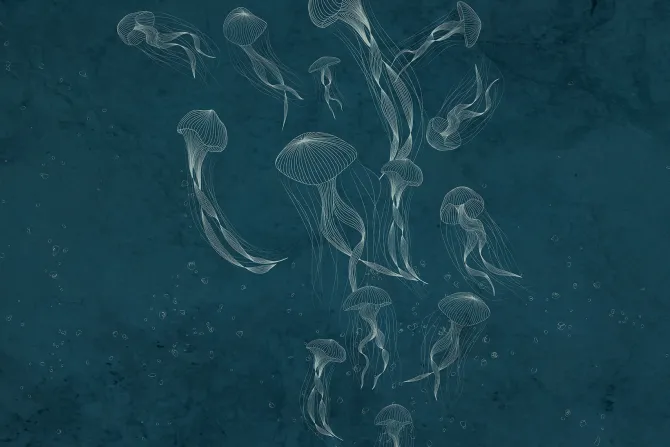 Fototapeta: Delikatny szkic morskich meduz