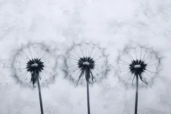 Fototapeta: Dmuchawce na szarym betonowym tle