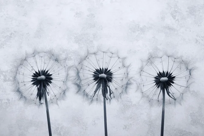 Fototapeta: Dmuchawce na szarym betonowym tle