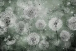 Fototapeta: Dmuchawce na zielonym tle