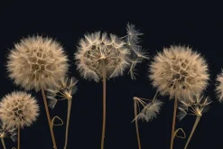 Fototapeta: Dmuchawce widziane z bliska