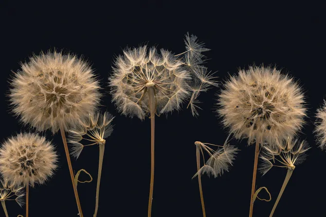 Fototapeta: Dmuchawce widziane z bliska