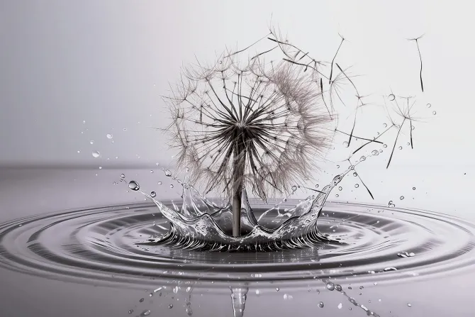 Fototapeta: Dmuchawiec wśród wody