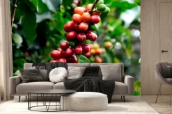 Fototapeta: Doskonała kawa z kostaryki.