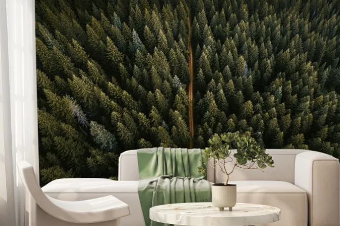 Fototapeta: Drone view of coniferous forest