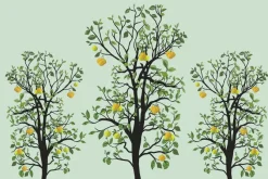 Fototapeta: Drzewa cytrynowe z zielonymi liśćmi