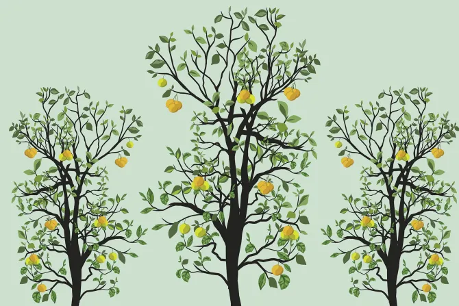 Fototapeta: Drzewa cytrynowe z zielonymi liśćmi