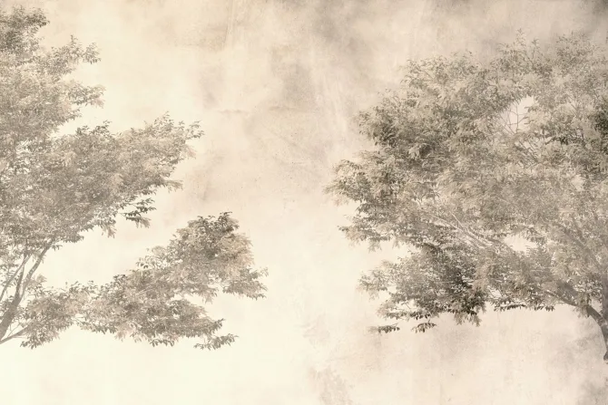 Fototapeta: Drzewa liściaste natura w stylu vintage