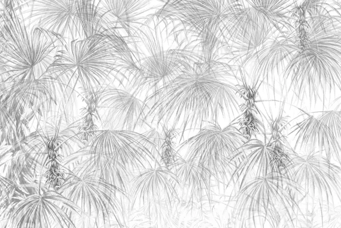 Fototapeta: Drzewa palmy szare liście tropikalne