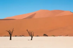 Fototapeta: Drzewa pustynne na tle wzgórz