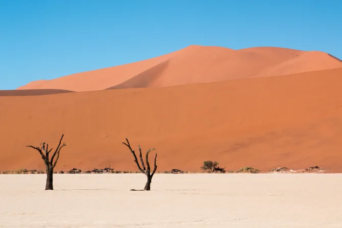 Fototapeta: Drzewa pustynne na tle wzgórz