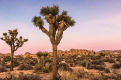 Fototapeta: Drzewa z pustynną suchą roślinnością