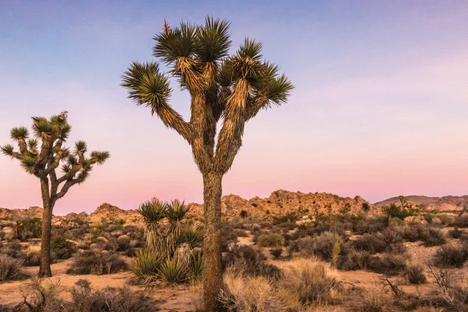Fototapeta: Drzewa z pustynną suchą roślinnością