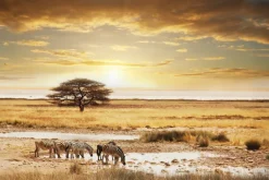 Fototapeta: Drzewo na środku safari z zebrami