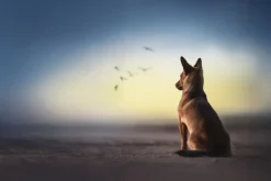 Fototapeta: Duży pies na plaży na tle morza