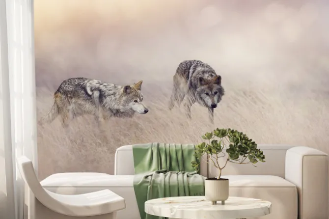 Fototapeta: Dwa wilki w wysokiej trawie