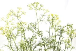 Fototapeta: Dzika łąką z zielonymi roślinami