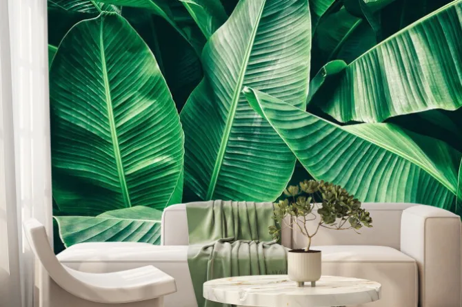 Fototapeta: Egzotyczne liście bananowca