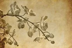 Fototapeta: Gałązka storczyka w kolorze sepii