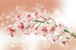 Fototapeta: Gałązka z kwiatami storczyka wśród bąbelków