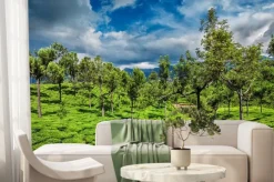 Fototapeta: Herbata plantacji w górach