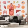 Fototapeta: Human body parts and internal organs vector illustrations set.