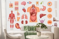 Fototapeta: Human body parts and internal organs vector illustrations set.