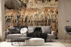 Fototapeta: Impala (aepyceros melampus) del timbavati nature reserve w afryce