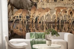 Fototapeta: Impala (aepyceros melampus) del timbavati nature reserve w afryce