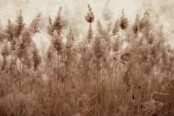 Fototapeta: Łąka z suszonymi trawami trzciny