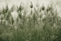 Fototapeta: Łąka z suszonymi trawami trzciny