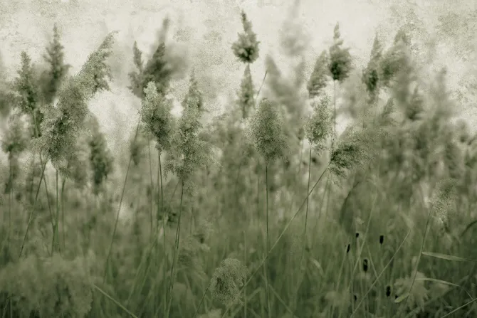 Fototapeta: Łąka z suszonymi trawami trzciny