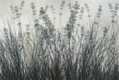 Fototapeta: Łąka z trawą i kwiatami lawendy