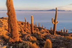 Fototapeta: Kaktusy na pustyni na tle gór