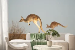 Fototapeta: Kangury w sturt national park, nowa południowa walia, australia