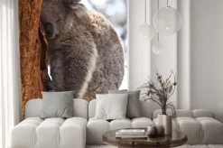 Fototapeta: Koala śpi w ciągu dnia