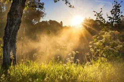 Fototapeta: Krajobraz łąki z wschodem słońca