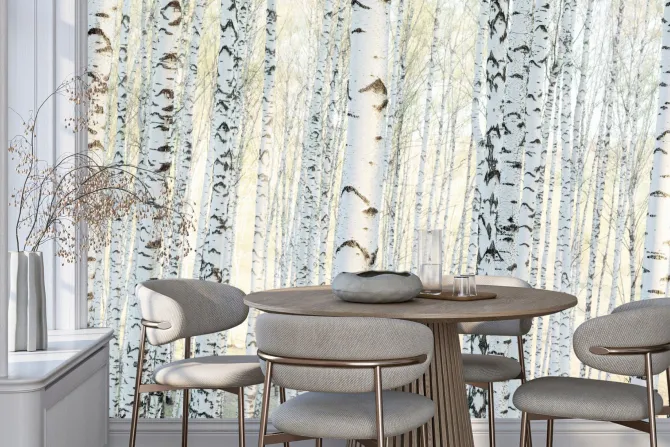 Fototapeta: Krajobraz las brzozowy o poranku