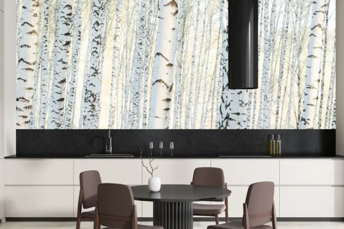 Fototapeta: Krajobraz las brzozowy o poranku