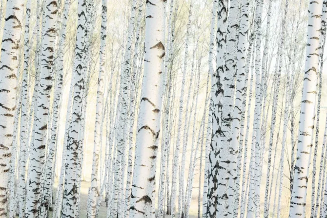 Fototapeta: Krajobraz las brzozowy o poranku