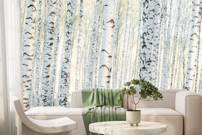 Fototapeta: Krajobraz las brzozowy o poranku