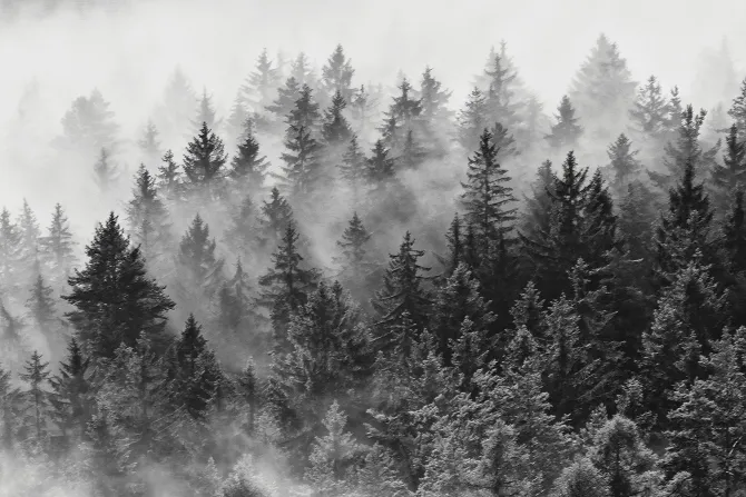 Fototapeta: Krajobraz lasu iglastego we mgle