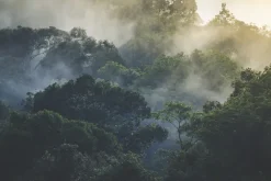 Fototapeta: Krajobraz tropikalnych lasów deszczowych we mgle