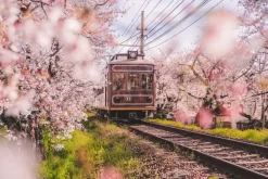 Fototapeta: Krajobraz z pociągiem i kwitnącą wiśnią w kioto