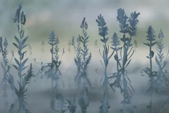 Fototapeta: Kwiaty lawendy w mglistym krajobrazie ilustracja