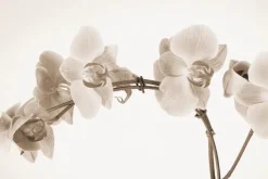 Fototapeta: Kwiaty storczyka w kolorach sepii