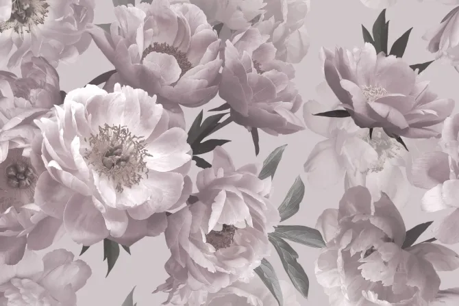 Fototapeta: Kwieciste tło z piwoniami