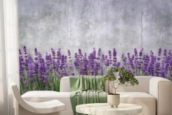 Fototapeta: Kwitnąca lawenda na betonowym tle