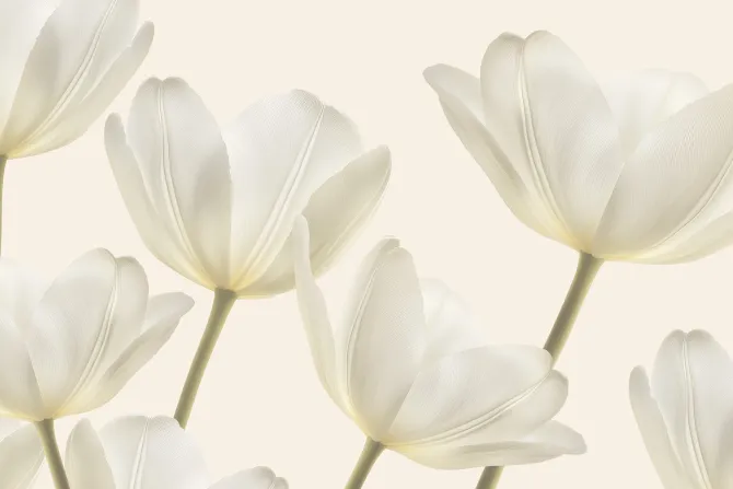 Fototapeta: Kwitnące jasne kwiaty tulipanów